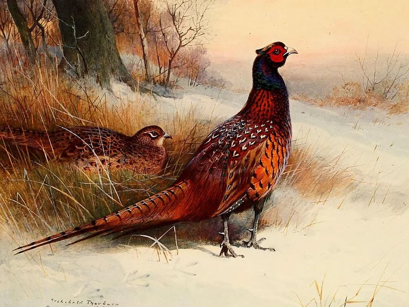 1865-John Guille Millais - La storia naturale degli uccelli da caccia britannici